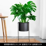 龟背竹四方铁架