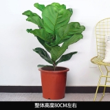 琴叶榕0.8米