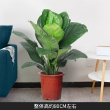 绿巨人（普通花盆）