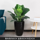 绿巨人（普通花盆）