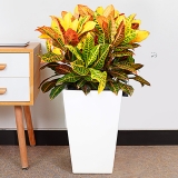 变叶木（普通花盆）