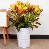 变叶木（普通花盆）