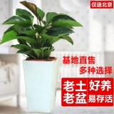 金钻（普通花盆）