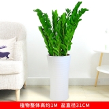 金钱树（普通花盆）