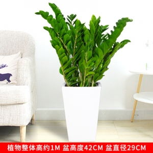 金钱树（普通花盆）