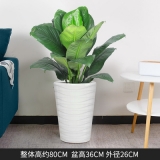 绿巨人（普通花盆）