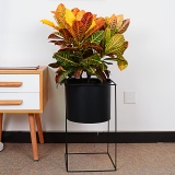 变叶木（普通花盆）