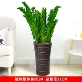 金钱树（普通花盆）