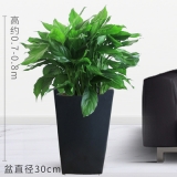 万年青（普通花盆）