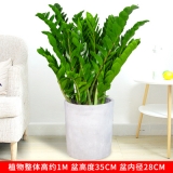 金钱树（普通花盆）