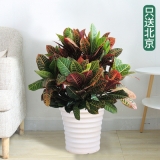 变叶木（普通花盆）