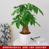 独干发财树0.6米