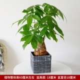 独干发财树0.6米