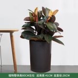 黑金刚（普通花盆）