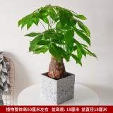 独干发财树0.6米
