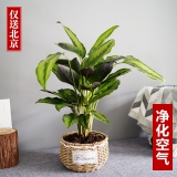 魅力之星