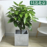 元宝树（普通花盆）