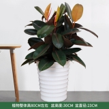 黑金刚（普通花盆）