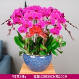 蝴蝶兰（大辣椒）蓝瓷盆