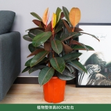 黑金刚（普通花盆）