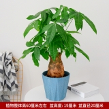 独干发财树0.6米
