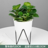 豆瓣绿水培系列