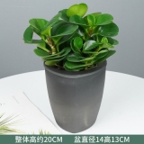 豆瓣绿水培系列