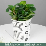 豆瓣绿水培系列