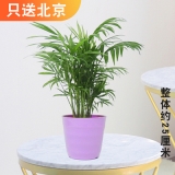 袖珍椰子（仿瓷盆）