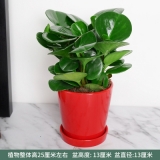 豆瓣绿瓷盆