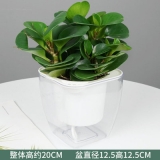 豆瓣绿水培系列