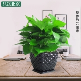 绿萝吊兰（笔筒瓷盆）