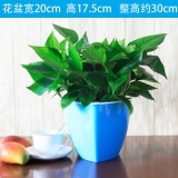 绿萝吊兰彩色蓄水款