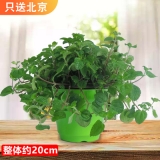 吸毒草