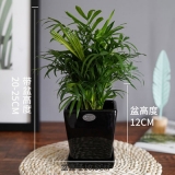 袖珍椰子瓷盆