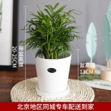 袖珍椰子瓷盆