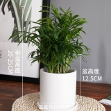 袖珍椰子瓷盆