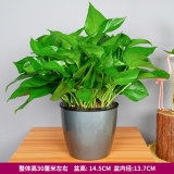 绿萝吊兰蓄水盆
