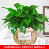 绿萝吊兰