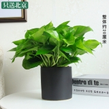 绿萝吊兰（笔筒瓷盆）