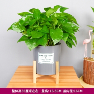 绿萝吊兰蓄水盆