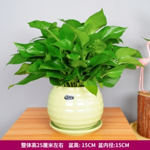 绿萝吊兰苹果螺纹盆