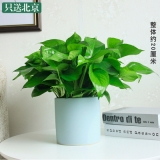 绿萝吊兰（笔筒瓷盆）