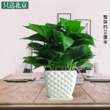 绿萝吊兰（笔筒瓷盆）