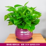 绿萝吊兰苹果螺纹盆