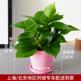 迷你绿萝吊兰仿瓷款