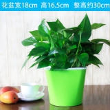 绿萝吊兰彩色蓄水款