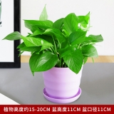 迷你绿萝吊兰仿瓷款