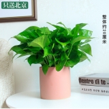 绿萝吊兰（笔筒瓷盆）