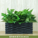 绿萝吊兰